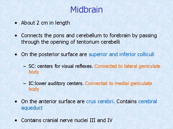 Midbrain • About 2 cm in length • Connects the pons and cerebellum to