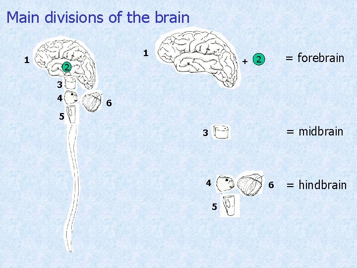 Main divisions of the brain 1 1 2 3 4 = forebrain + 2