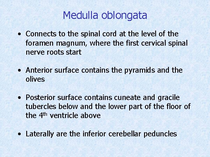 Medulla oblongata • Connects to the spinal cord at the level of the foramen