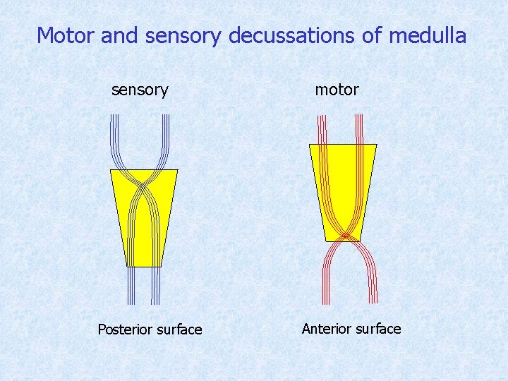 Motor and sensory decussations of medulla sensory Posterior surface motor Anterior surface 