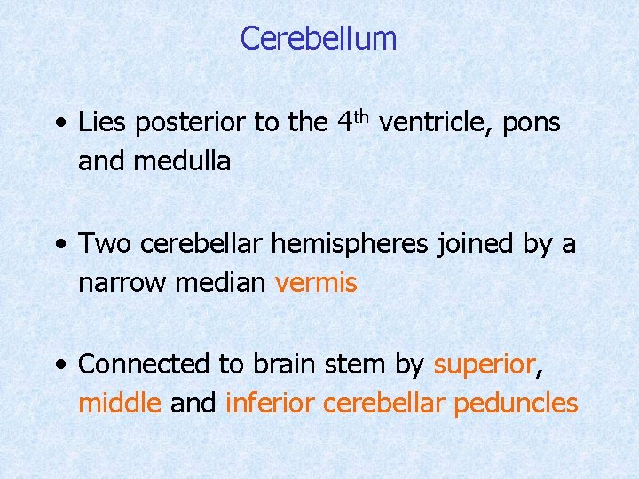 Cerebellum • Lies posterior to the 4 th ventricle, pons and medulla • Two