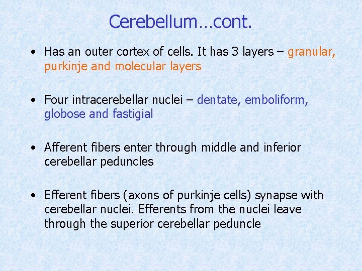 Cerebellum…cont. • Has an outer cortex of cells. It has 3 layers – granular,