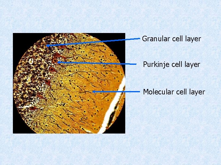 Granular cell layer Purkinje cell layer Molecular cell layer 