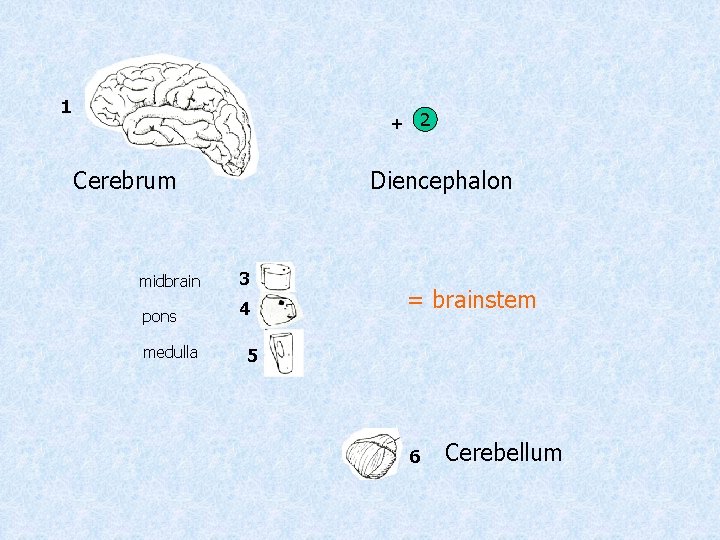 1 + 2 Cerebrum Diencephalon midbrain 3 pons 4 medulla = brainstem 5 6