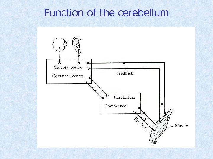 Function of the cerebellum 