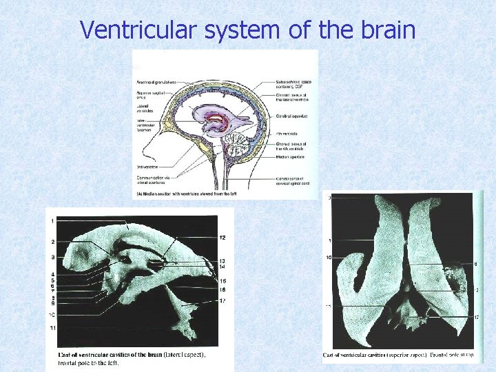 Ventricular system of the brain 