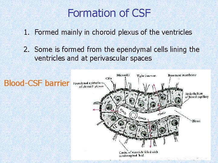 Formation of CSF 1. Formed mainly in choroid plexus of the ventricles 2. Some