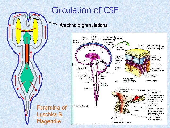 Circulation of CSF Arachnoid granulations Foramina of Luschka & Magendie 