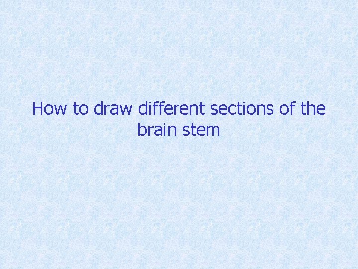 How to draw different sections of the brain stem 