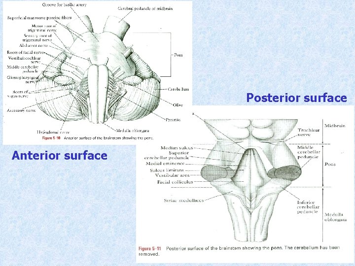 Posterior surface Anterior surface 