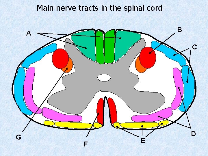 Main nerve tracts in the spinal cord B A C G F E D