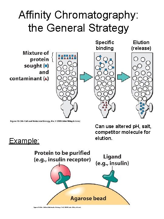 Affinity Chromatography: the General Strategy Specific binding Example: Elution (release) Can use altered p.