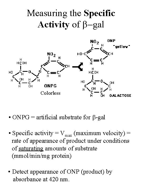 Measuring the Specific Activity of -gal Colorless • ONPG = artificial substrate for -gal