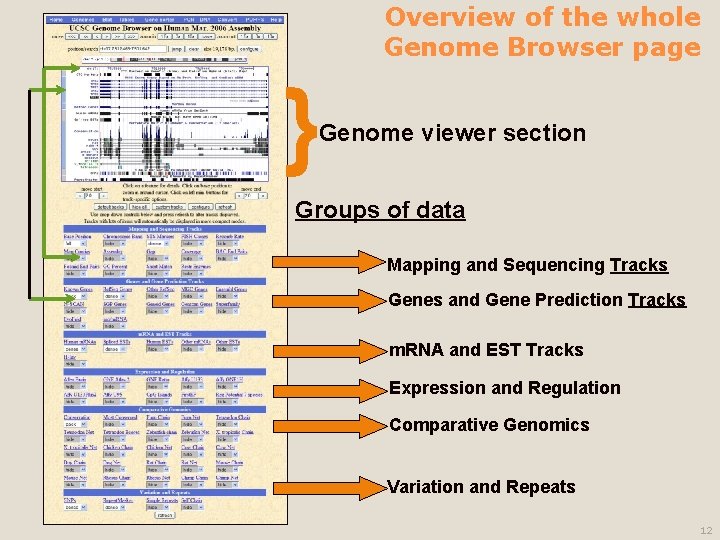 Overview of the whole Genome Browser page } Genome viewer section Groups of data
