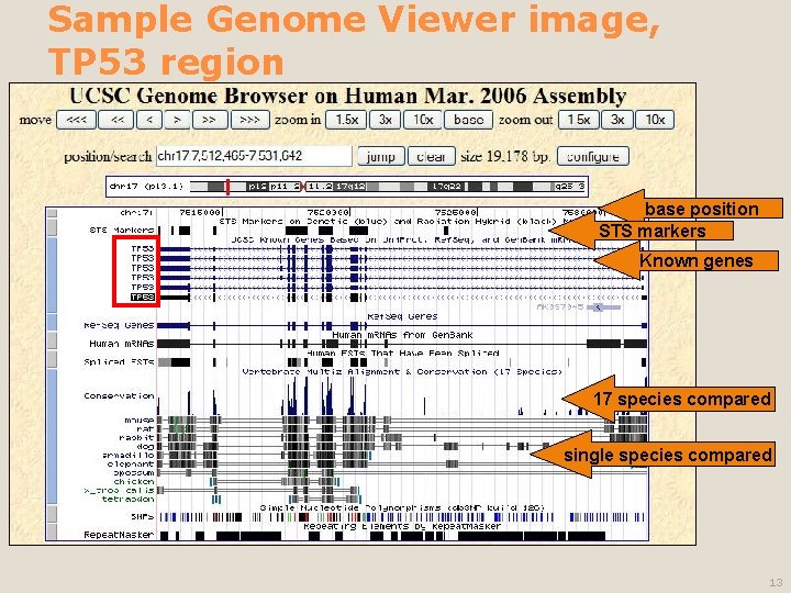 Sample Genome Viewer image, TP 53 region base position STS markers Known genes 17