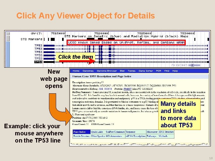 Click Any Viewer Object for Details Click the item New web page opens Example: