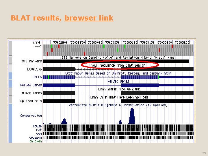 BLAT results, browser link 25 