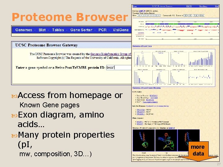 Proteome Browser Access from homepage Known Gene pages diagram, amino acids… Many protein properties