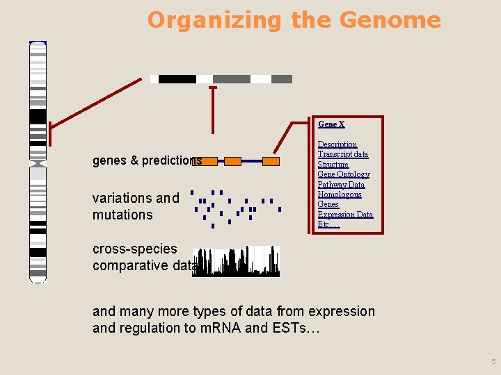 Organizing the Genome Gene X genes & predictions variations and mutations Description Transcript data