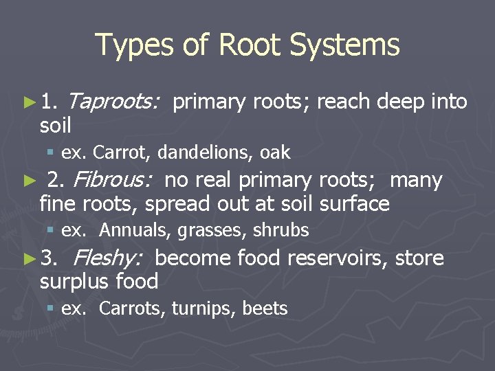 Types of Root Systems ► 1. Taproots: primary roots; reach deep into soil §