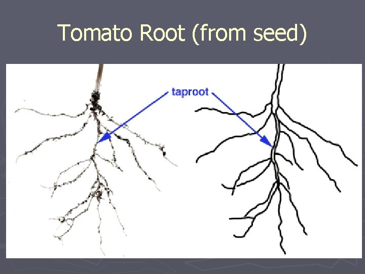 Tomato Root (from seed) 