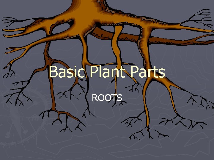 Basic Plant Parts ROOTS 