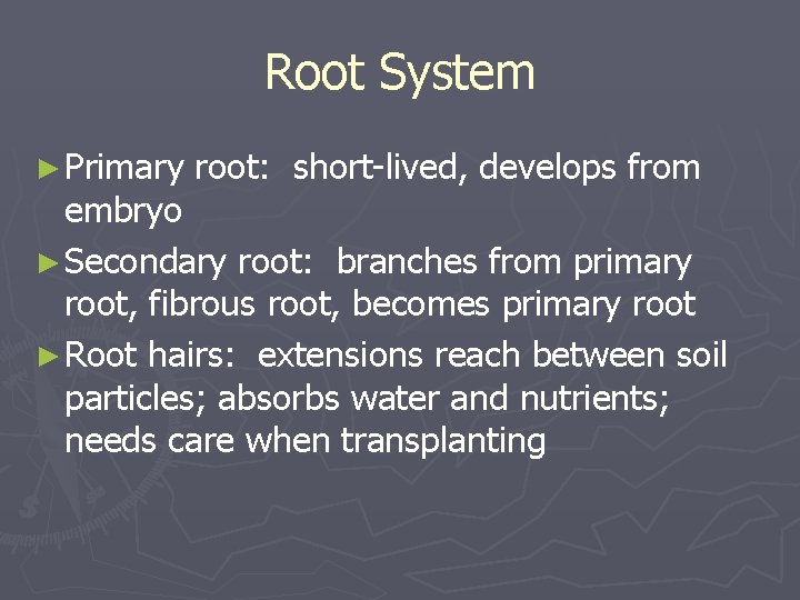 Root System ► Primary root: short-lived, develops from embryo ► Secondary root: branches from