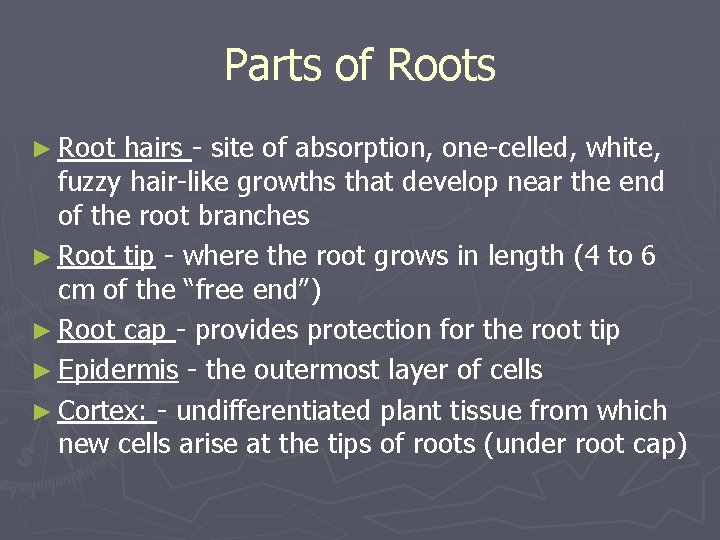 Parts of Roots ► Root hairs - site of absorption, one-celled, white, fuzzy hair-like