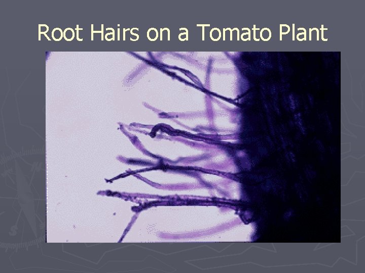 Root Hairs on a Tomato Plant 