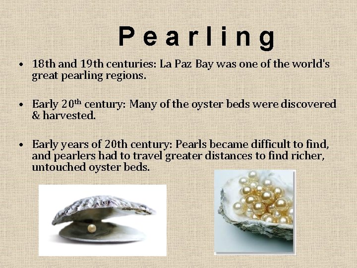 Pearling • 18 th and 19 th centuries: La Paz Bay was one of