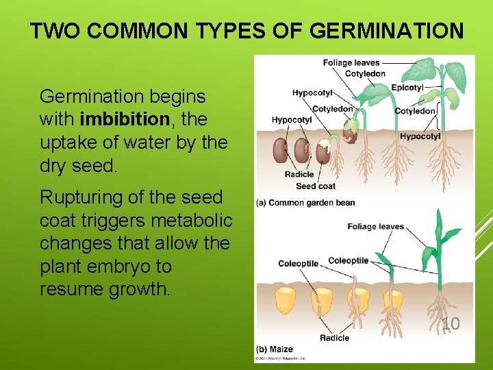 TWO COMMON TYPES OF GERMINATION Germination begins with imbibition, the uptake of water by