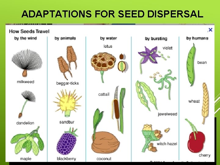 ADAPTATIONS FOR SEED DISPERSAL A seed consists of a dormant plant embryo, surrounded by