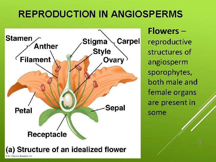 REPRODUCTION IN ANGIOSPERMS Flowers – reproductive structures of angiosperm sporophytes, both male and female