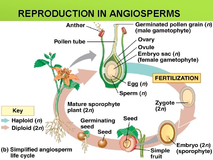 REPRODUCTION IN ANGIOSPERMS Flowers – reproductive structures of angiosperm sporophytes, both male and female