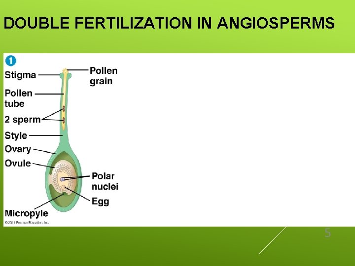 DOUBLE FERTILIZATION IN ANGIOSPERMS 5 