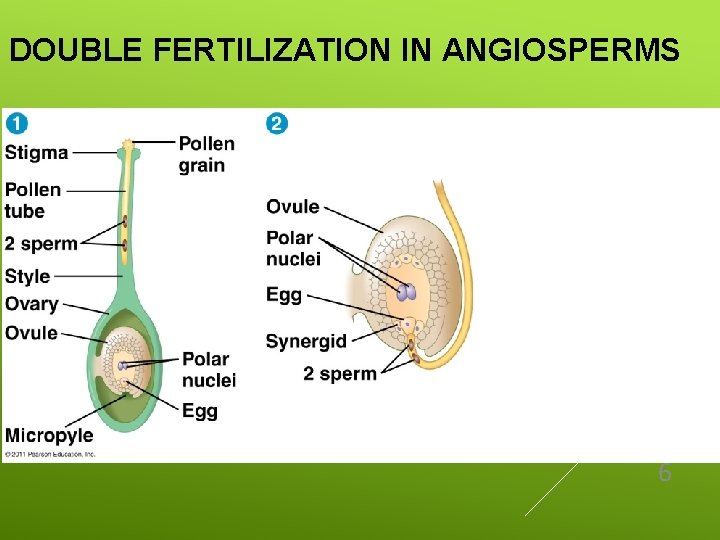 DOUBLE FERTILIZATION IN ANGIOSPERMS 6 