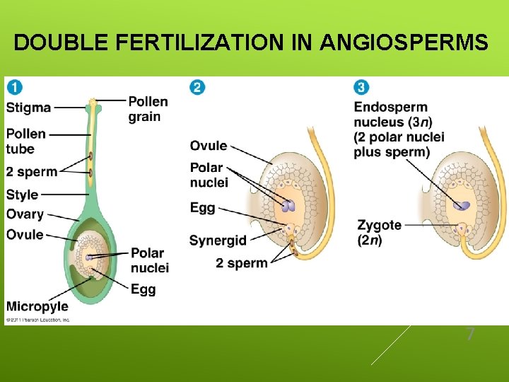 DOUBLE FERTILIZATION IN ANGIOSPERMS 7 