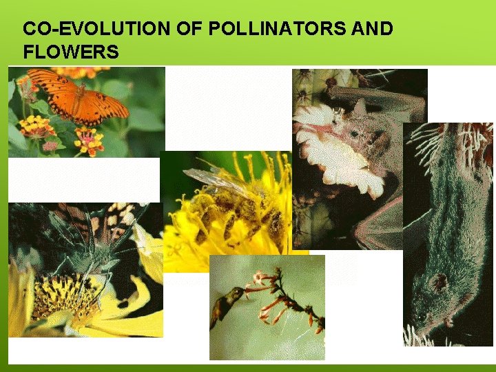 CO-EVOLUTION OF POLLINATORS AND FLOWERS 8 