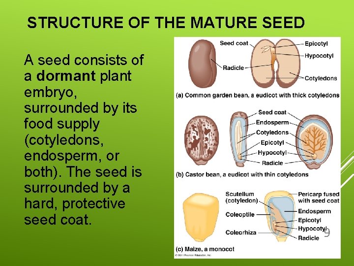 STRUCTURE OF THE MATURE SEED A seed consists of a dormant plant embryo, surrounded