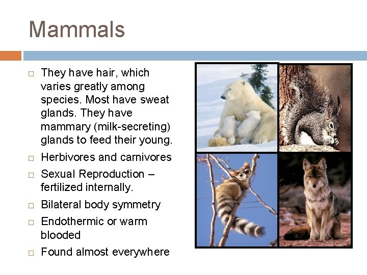 Mammals They have hair, which varies greatly among species. Most have sweat glands. They