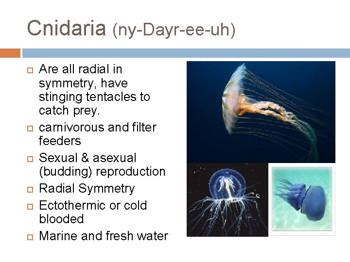 Cnidaria (ny-Dayr-ee-uh) Are all radial in symmetry, have stinging tentacles to catch prey. carnivorous