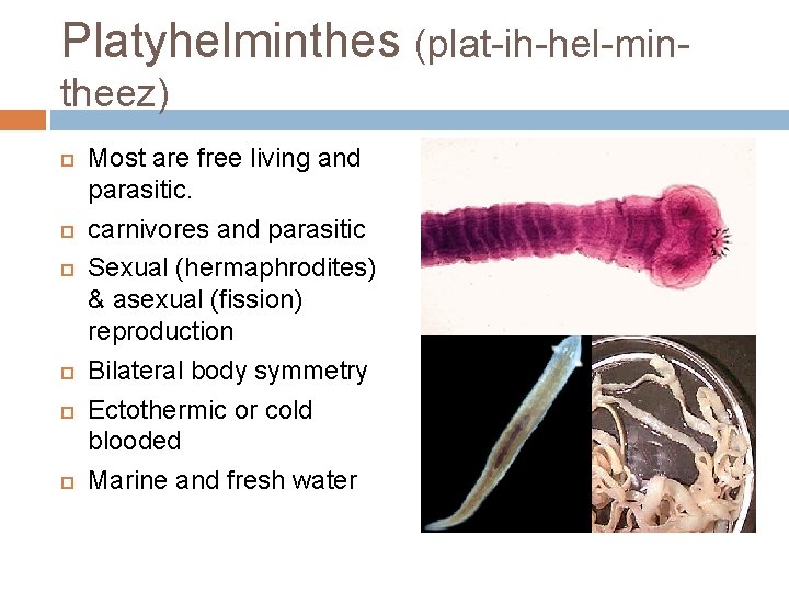 Platyhelminthes (plat-ih-hel-mintheez) Most are free living and parasitic. carnivores and parasitic Sexual (hermaphrodites) &