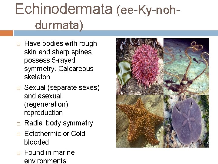 Echinodermata (ee-Ky-nohdurmata) Have bodies with rough skin and sharp spines, possess 5 -rayed symmetry.
