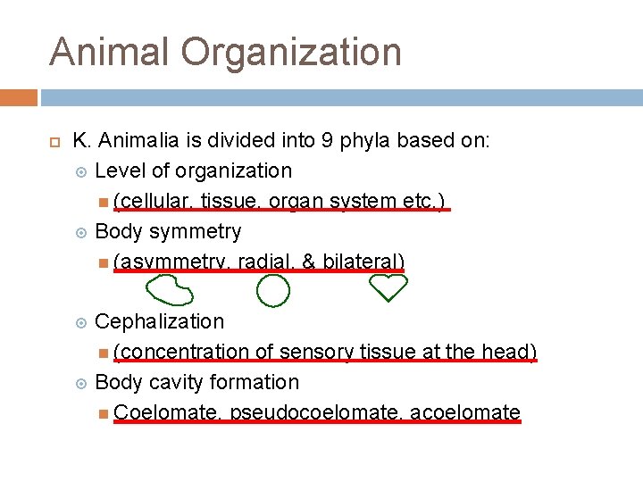 Animal Organization K. Animalia is divided into 9 phyla based on: Level of organization