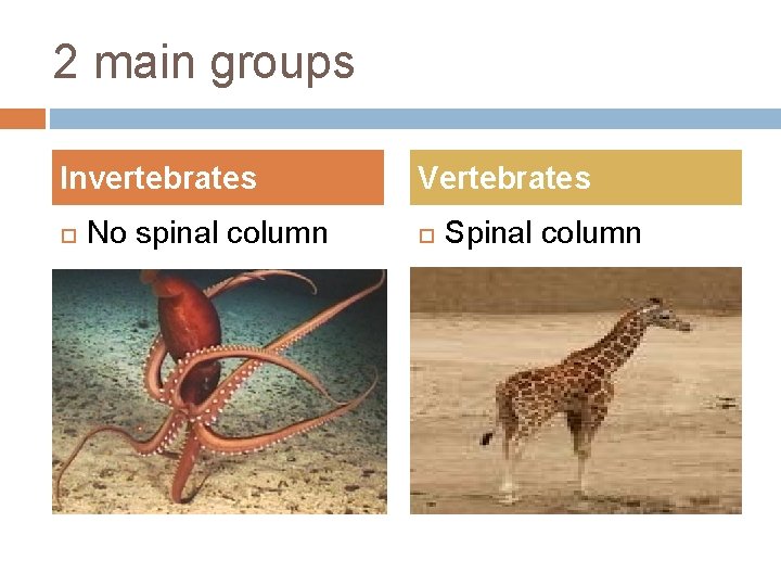 2 main groups Invertebrates No spinal column Vertebrates Spinal column 