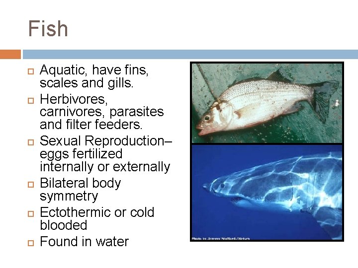 Fish Aquatic, have fins, scales and gills. Herbivores, carnivores, parasites and filter feeders. Sexual