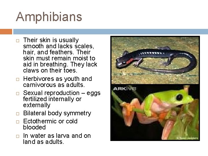 Amphibians Their skin is usually smooth and lacks scales, hair, and feathers. Their skin