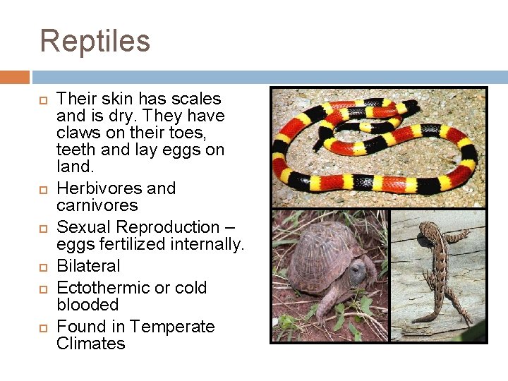 Reptiles Their skin has scales and is dry. They have claws on their toes,