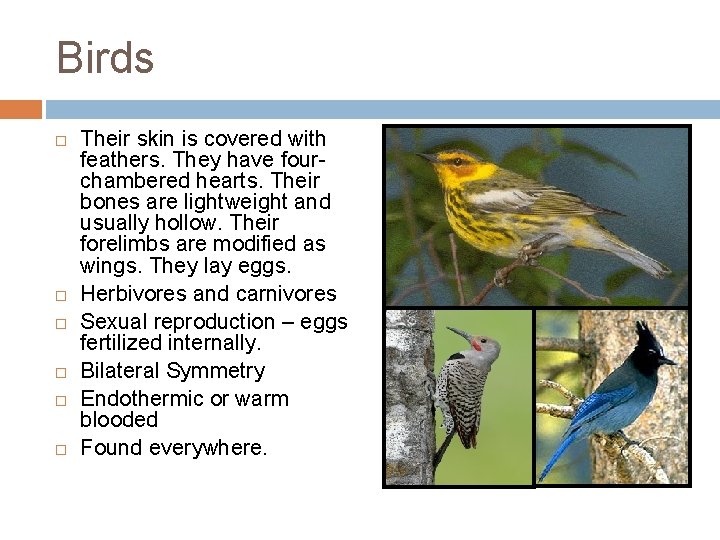 Birds Their skin is covered with feathers. They have fourchambered hearts. Their bones are