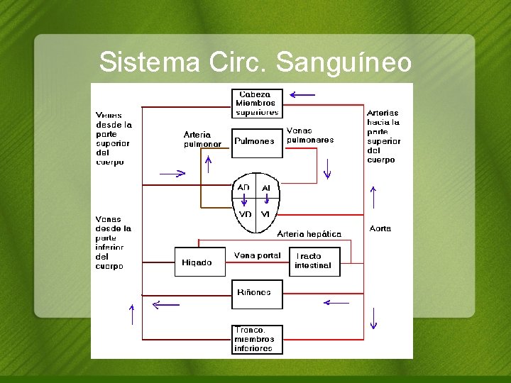 Sistema Circ. Sanguíneo 